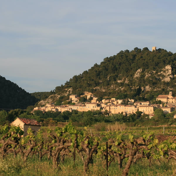 Vignes côtes-du-rhône